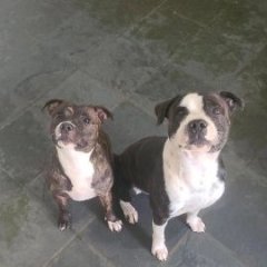 Thiago Cappi Da Cruz